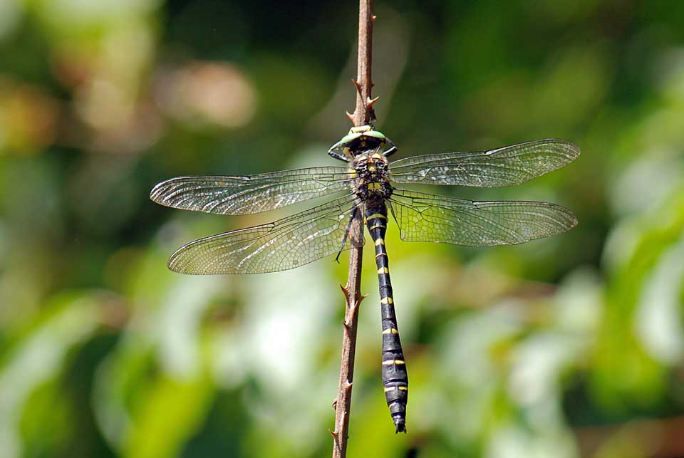 Da identificare - Cordulegaster bidentata